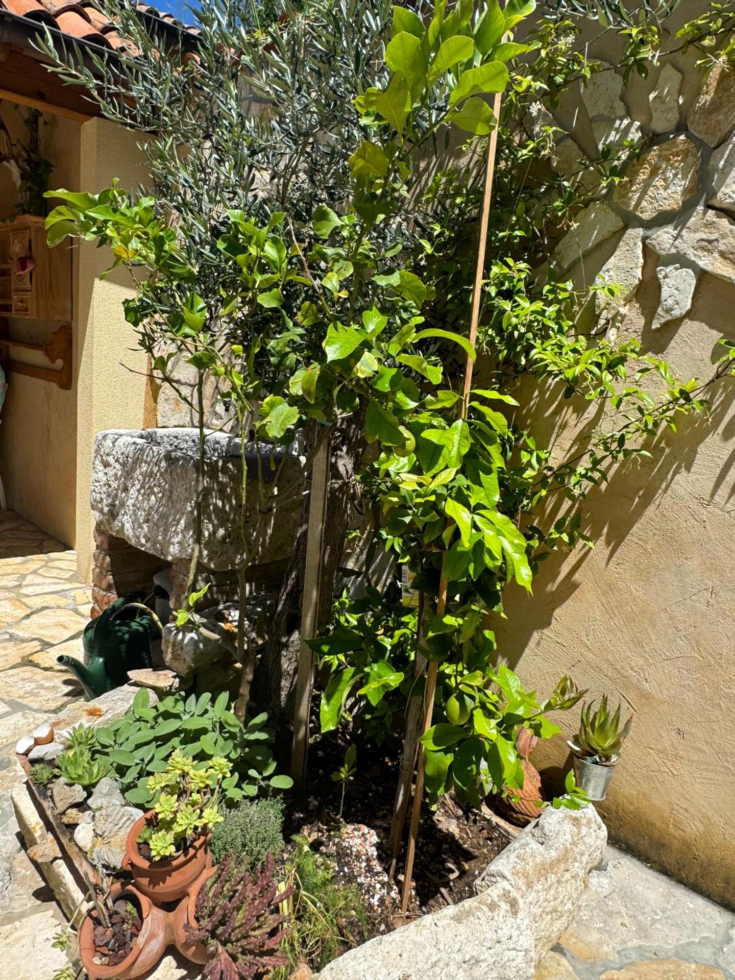 Mediterranes Ferienhaus M. Terrasse ヴェリ・ロシニュ エクステリア 写真